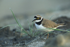 Little Ringed Plover Little Ringed Plover